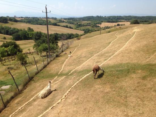 La Ferme Aux Bisons